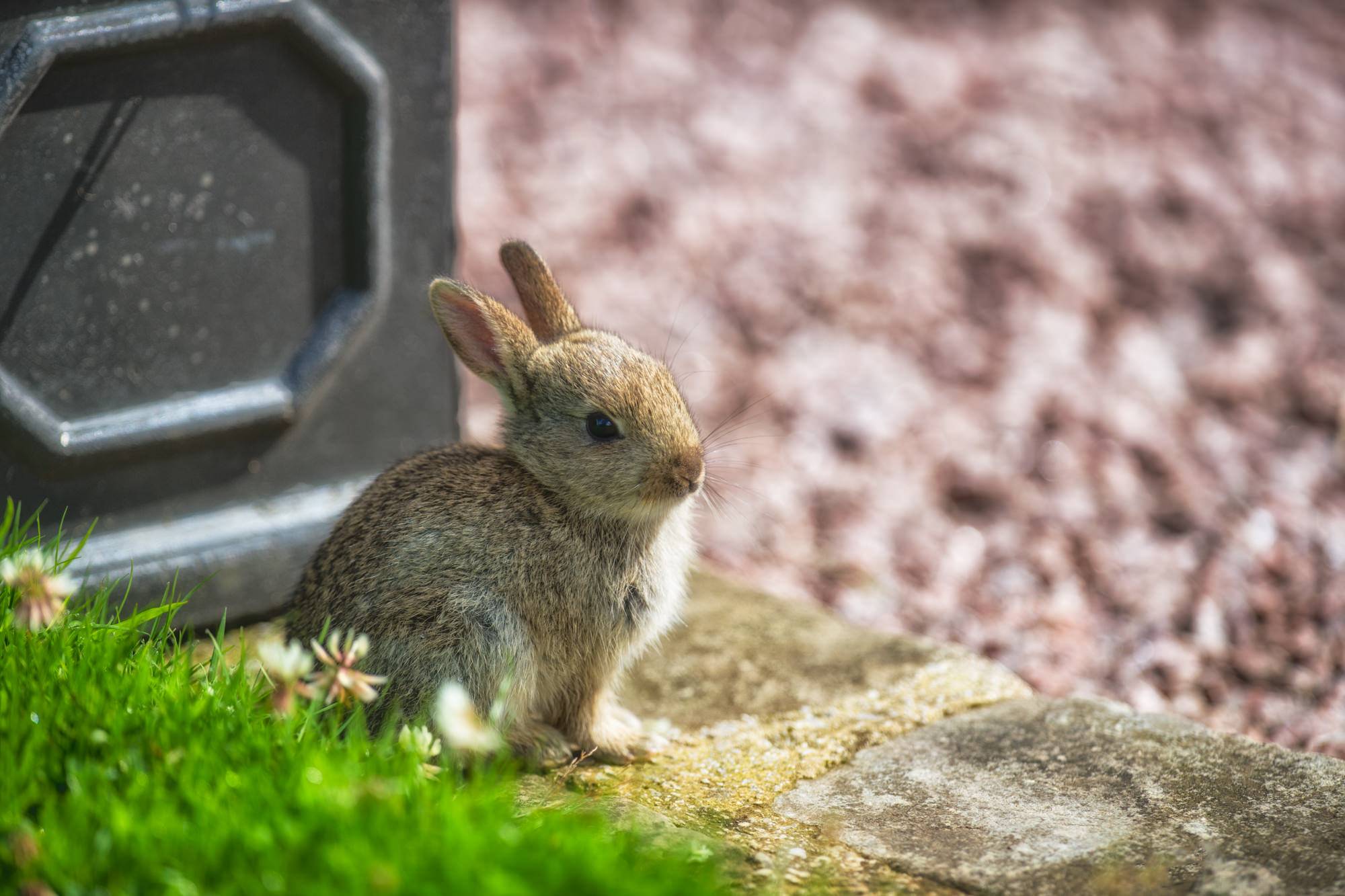 Easter Bunny