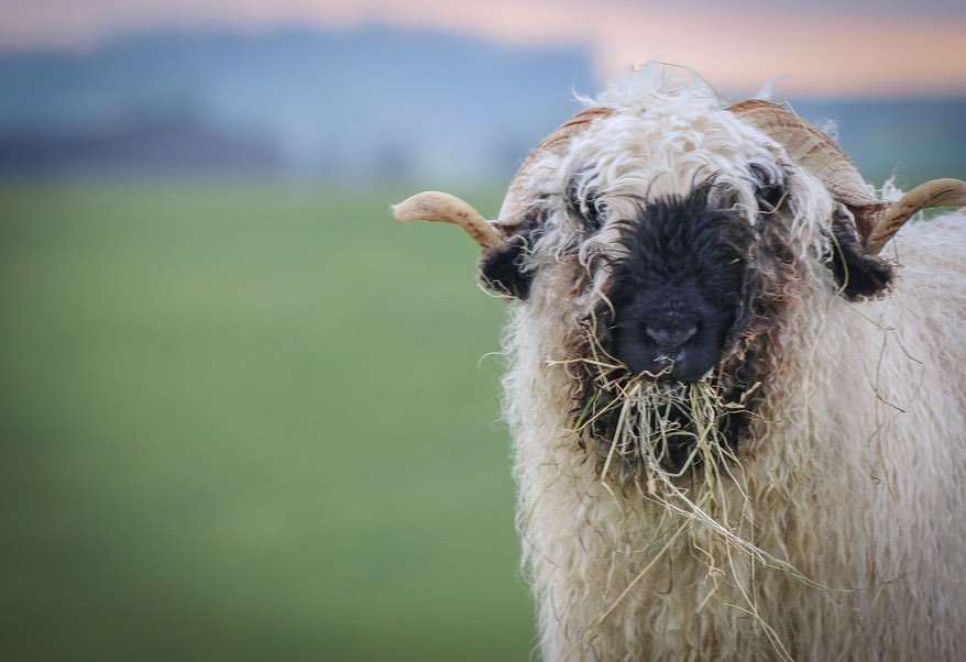 The Living Rug Company in the Peak District