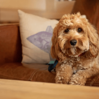 Canine Cottages