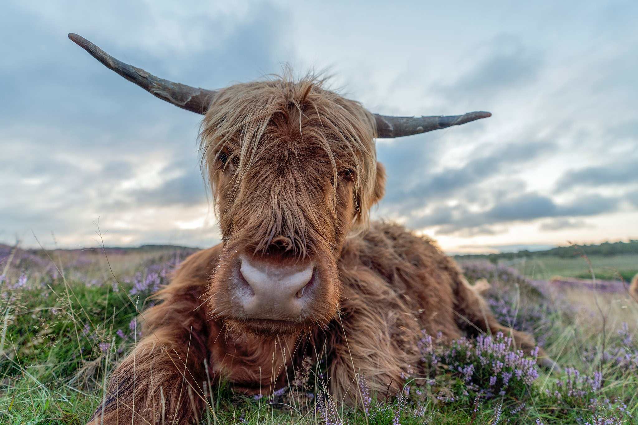 Highland Cow Baslow Edge