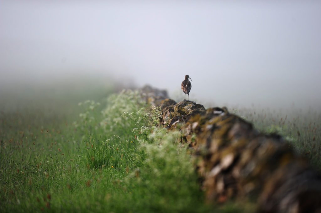 Saving the Song of the Curlew