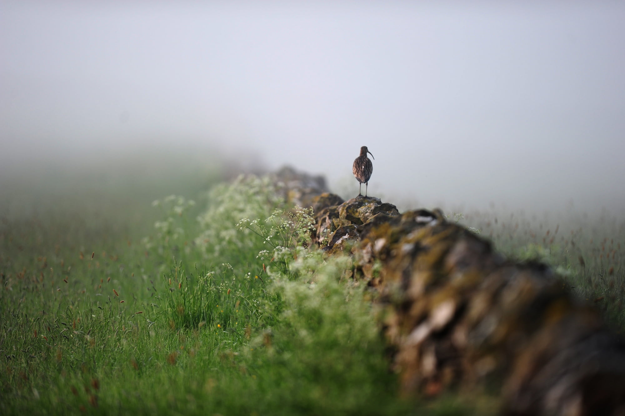 Saving the Song of the Curlew 1