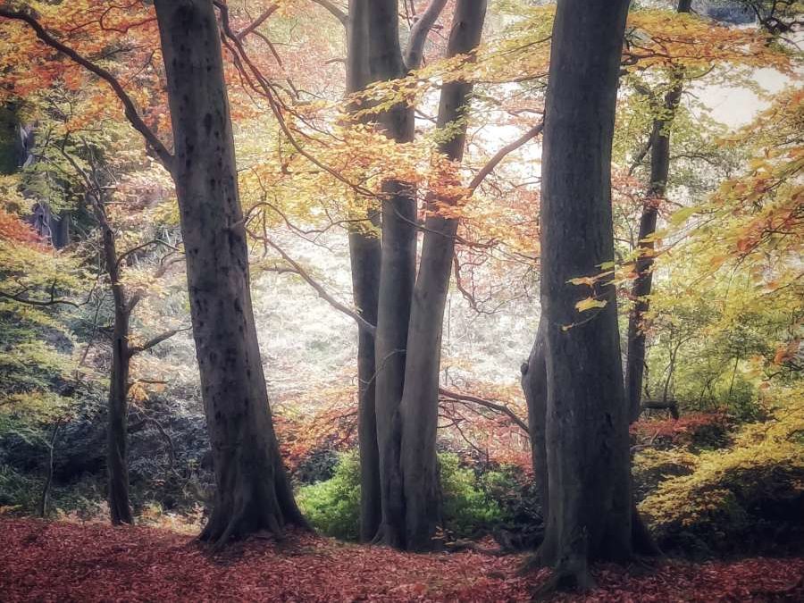 Hathersage Walk (Fairy Woods) - 2 miles 1